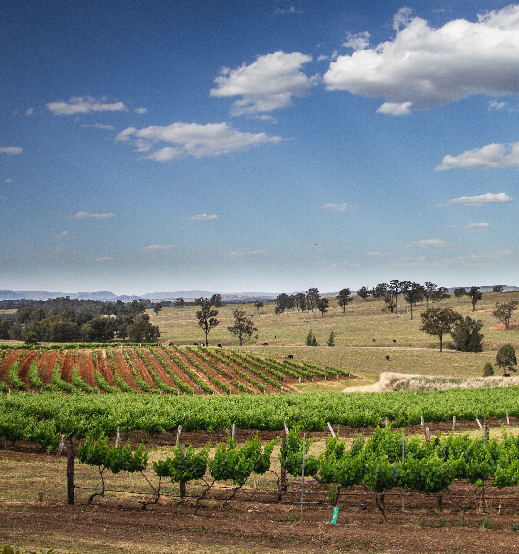 hunter valley