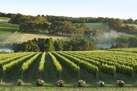 mornington peninsula winery tours